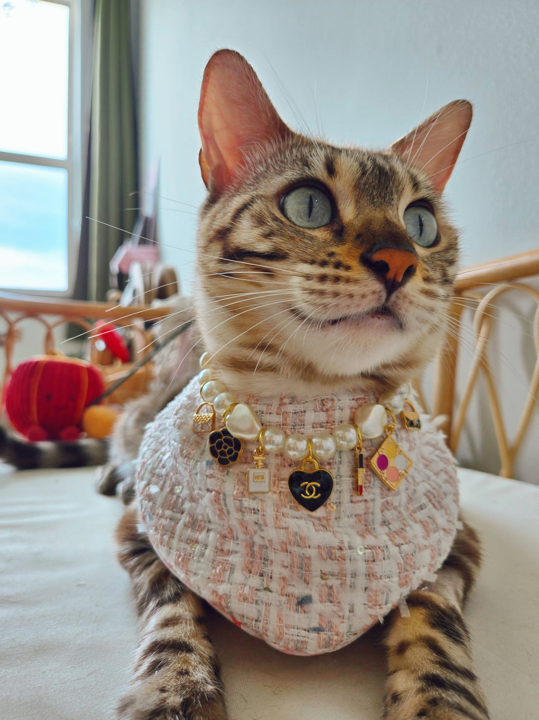 How to Choose a Safe Necklace for Cats