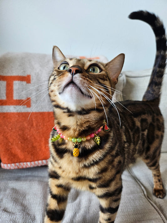 Tropicat Pet Necklace