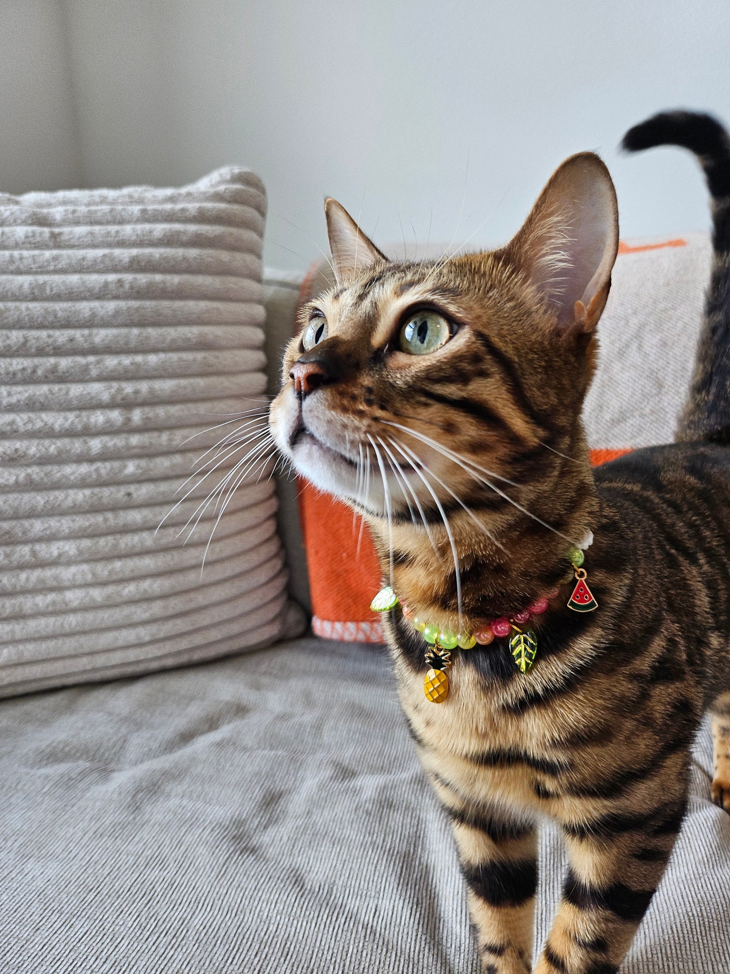 Tropicat Pet Necklace