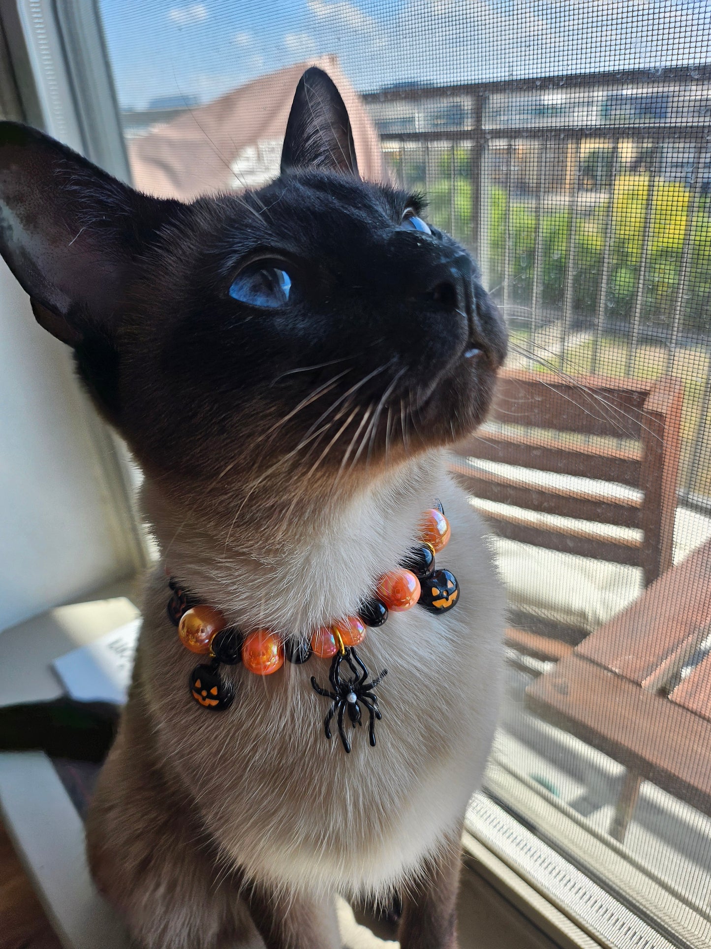 Wicked Pumpkin Pet Necklace