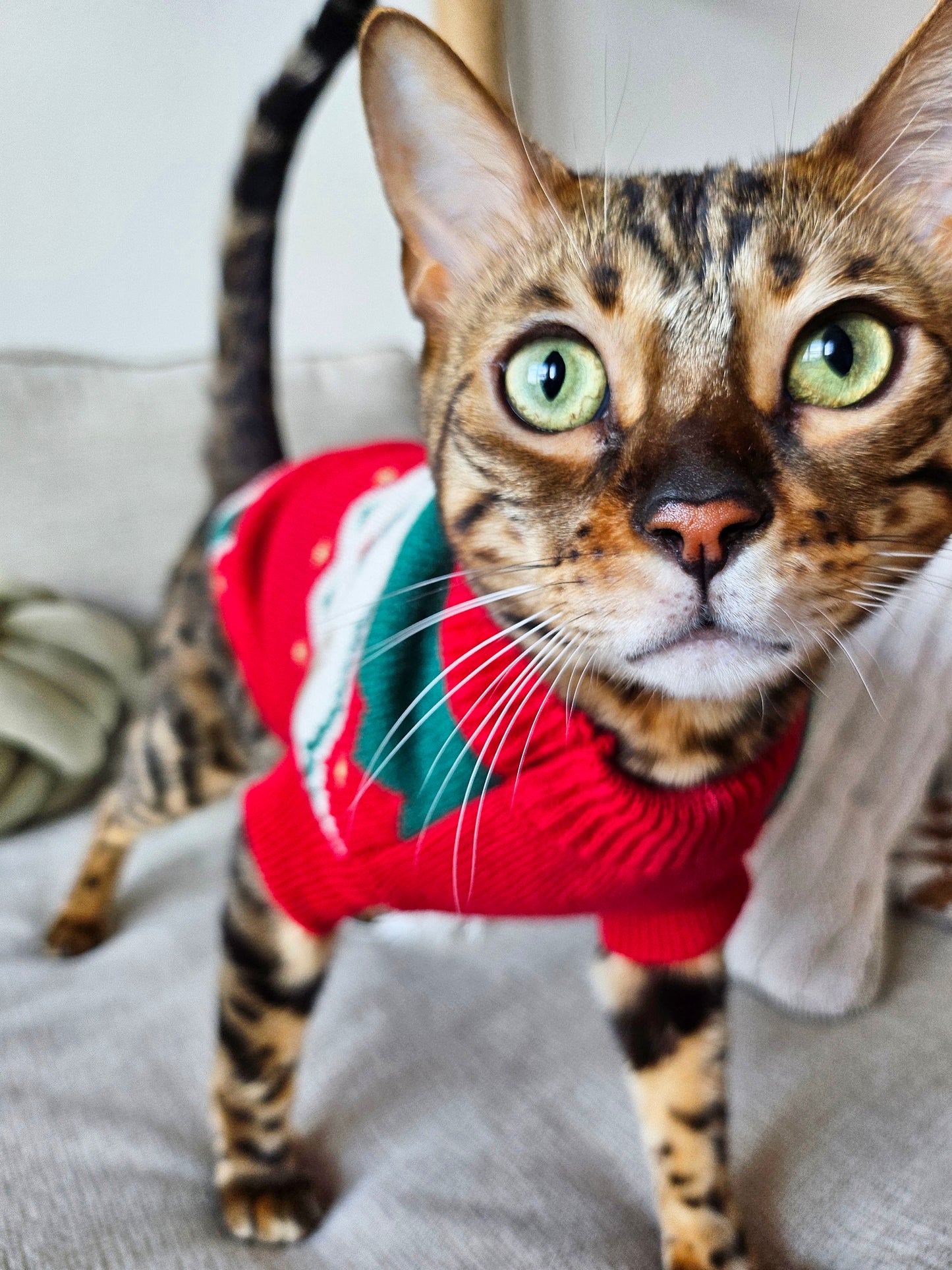 Le Petit Bear Pet Sweater