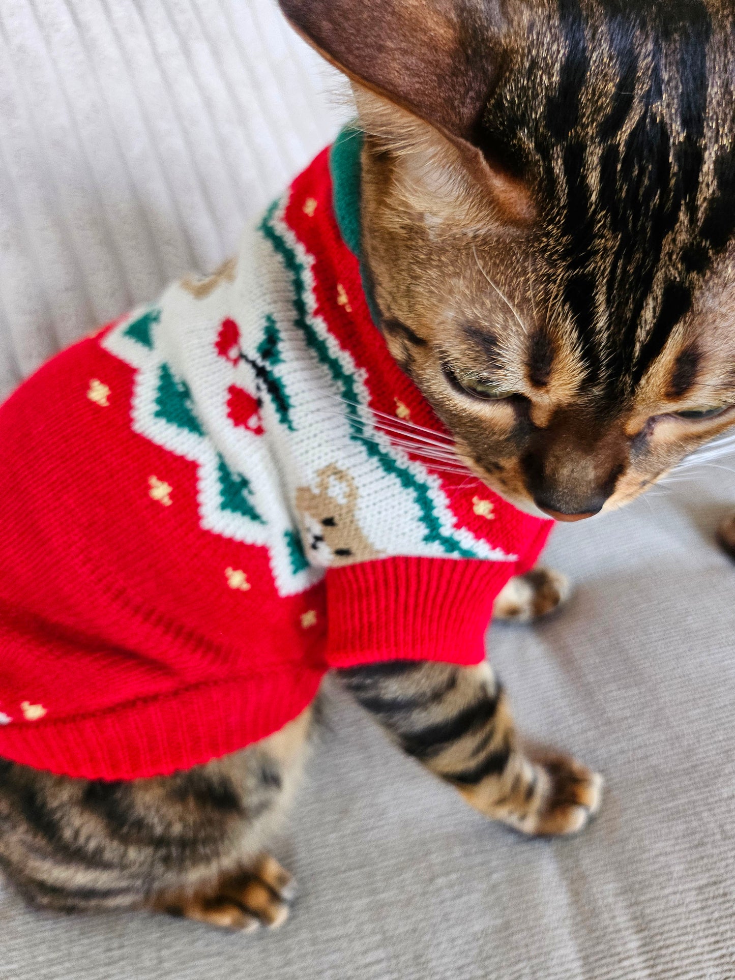 Le Petit Bear Pet Sweater