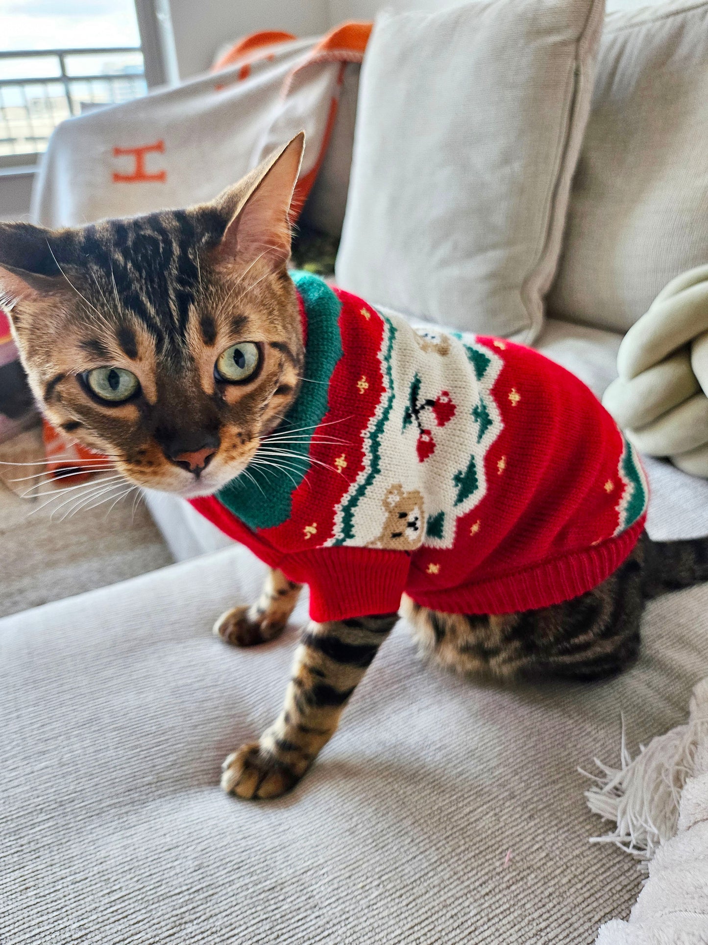 Le Petit Bear Pet Sweater