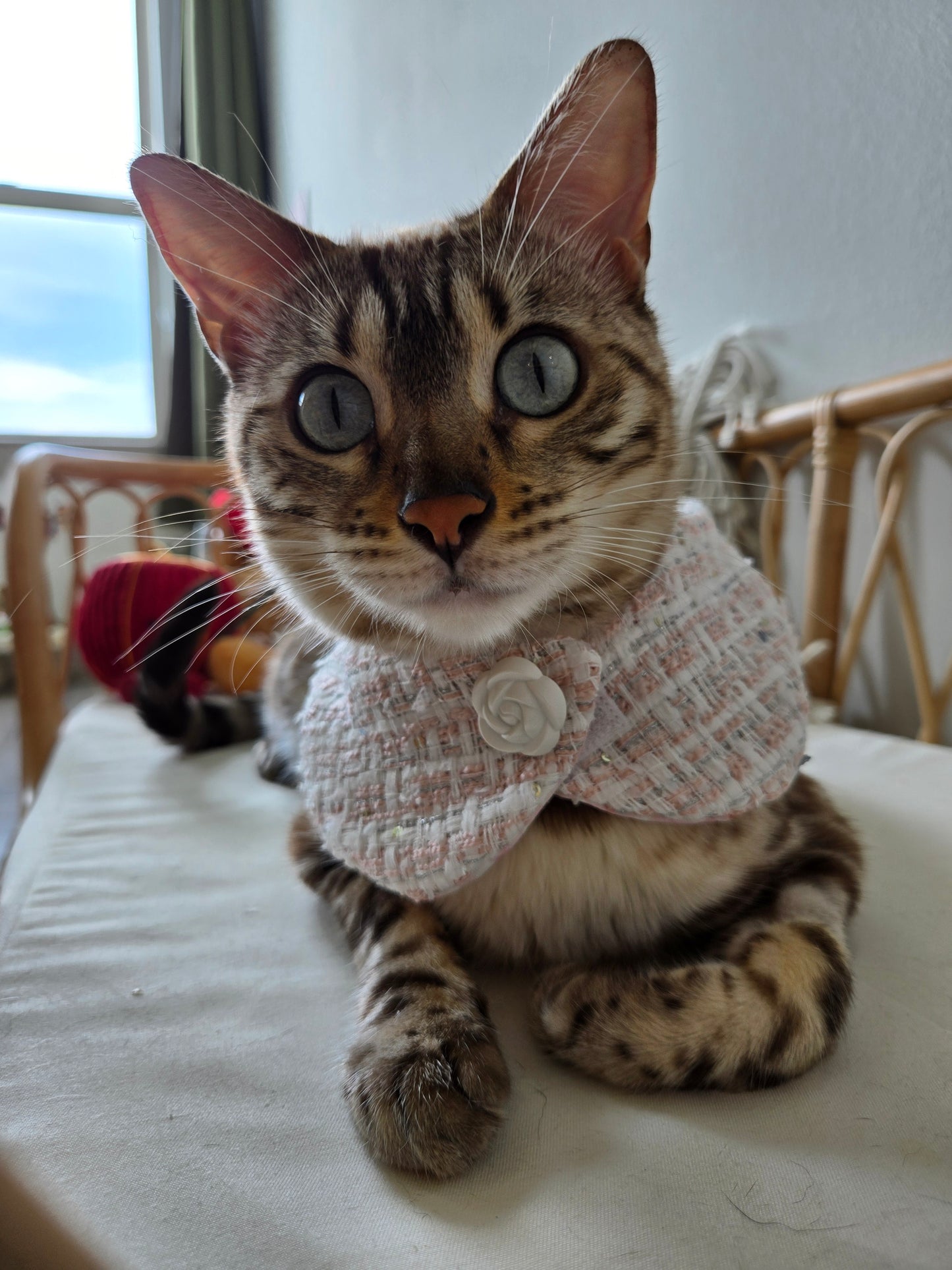 Chameowl Pink Pet Bandana (reversible 4-way wear)