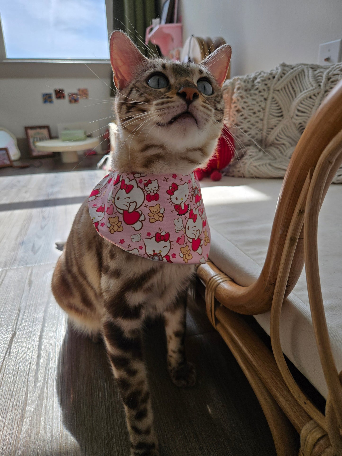 Kitty and Bear Pet Bandana (reversible 4-way wear)