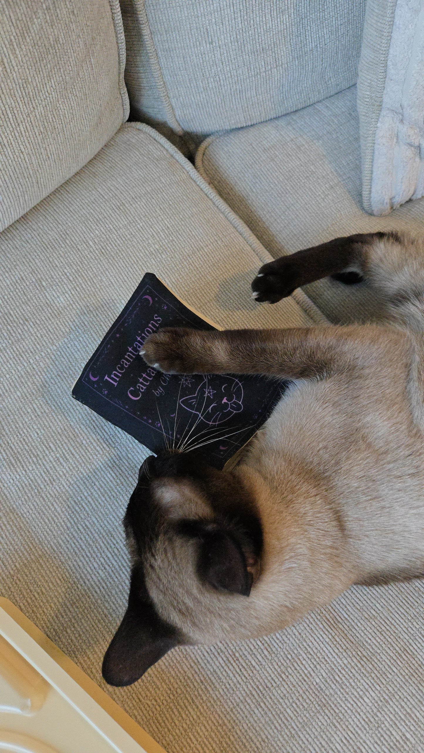 Ancient Meowgic Crinkle Catnip Spell Book