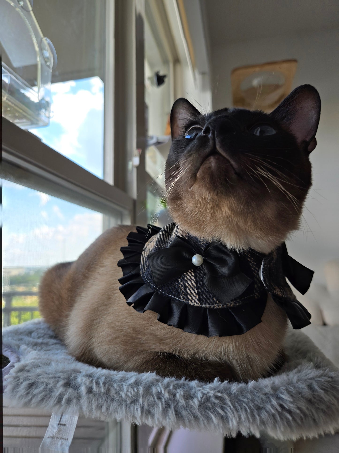 La Petite Sorcière Pet Bandana