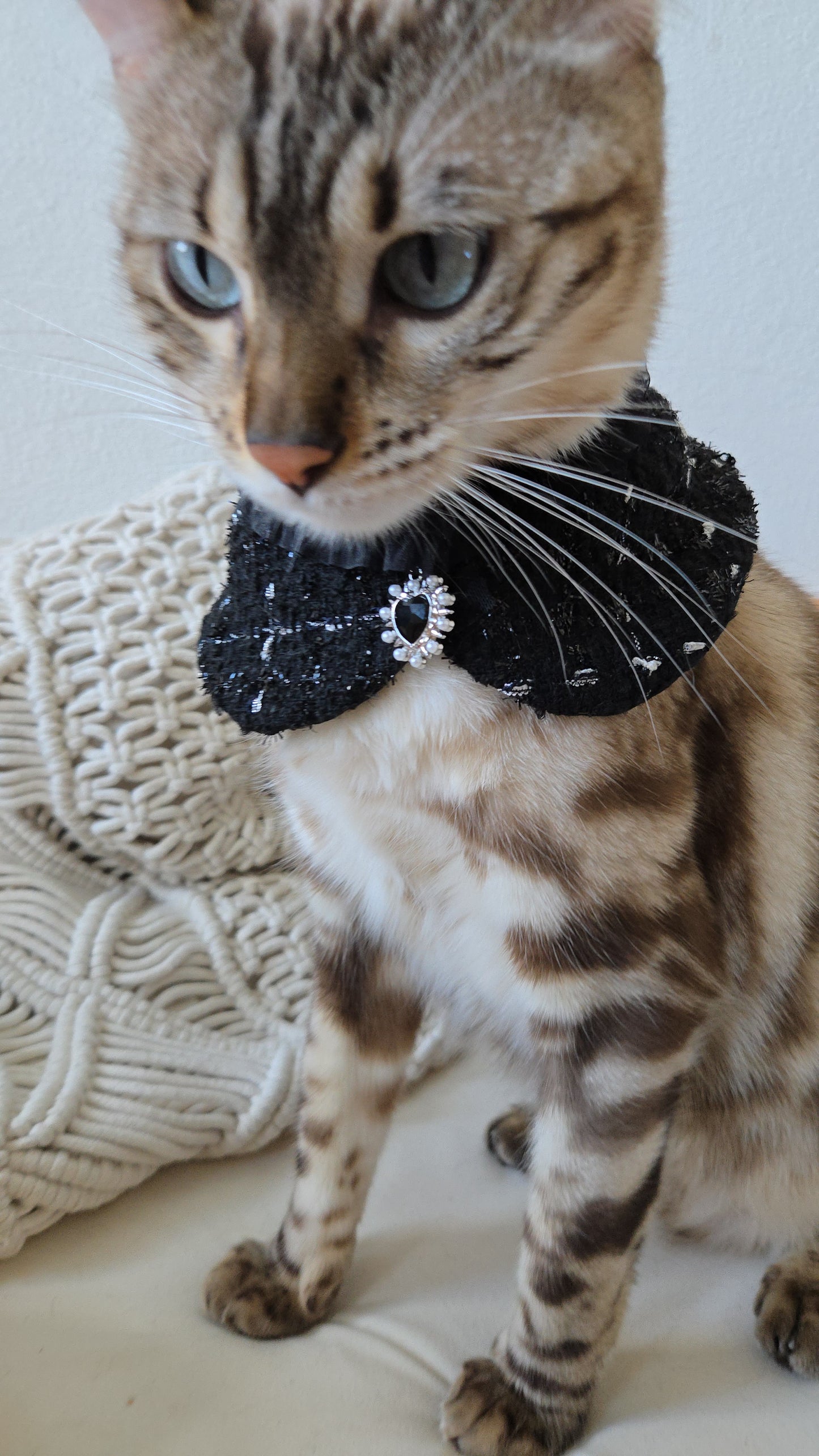 La Grand Sorcière Pet Bandana