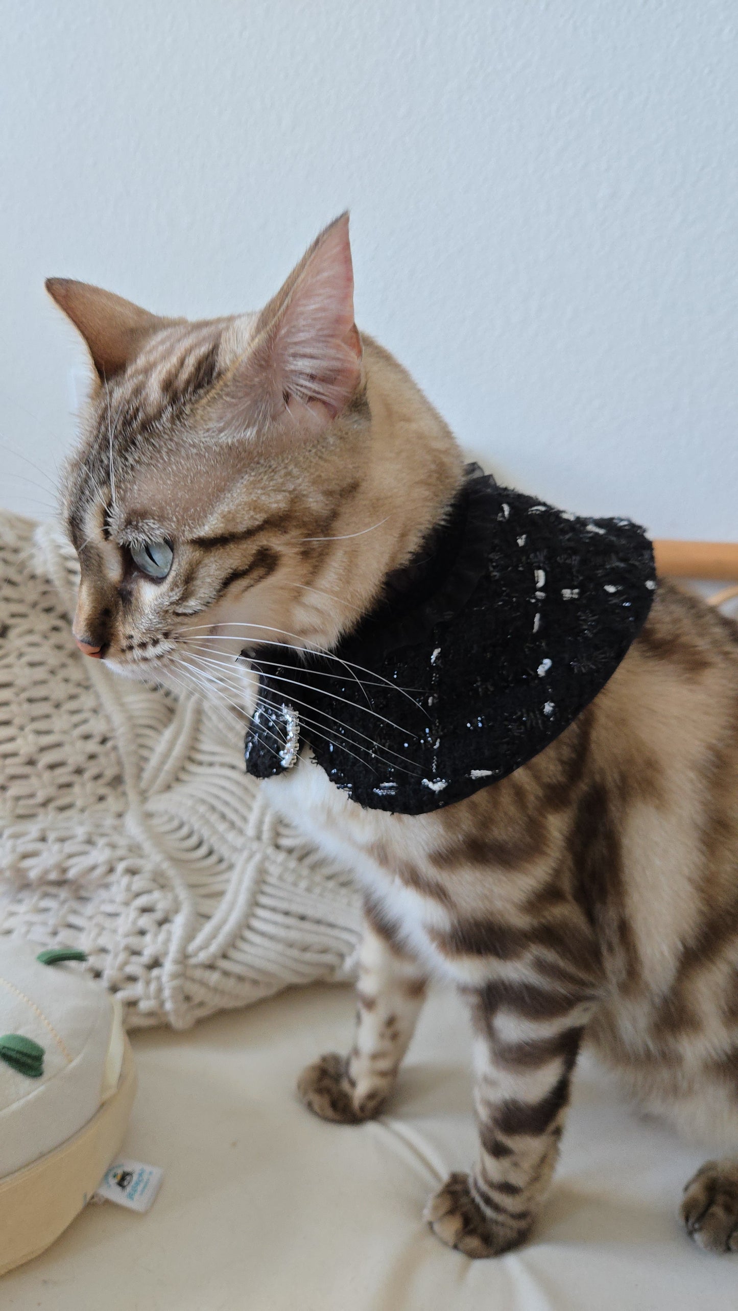 La Grand Sorcière Pet Bandana
