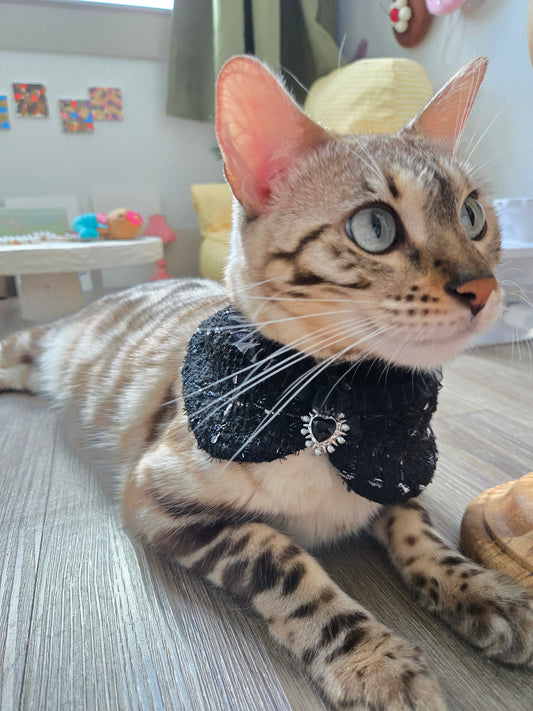 La Grand Sorcière Pet Bandana