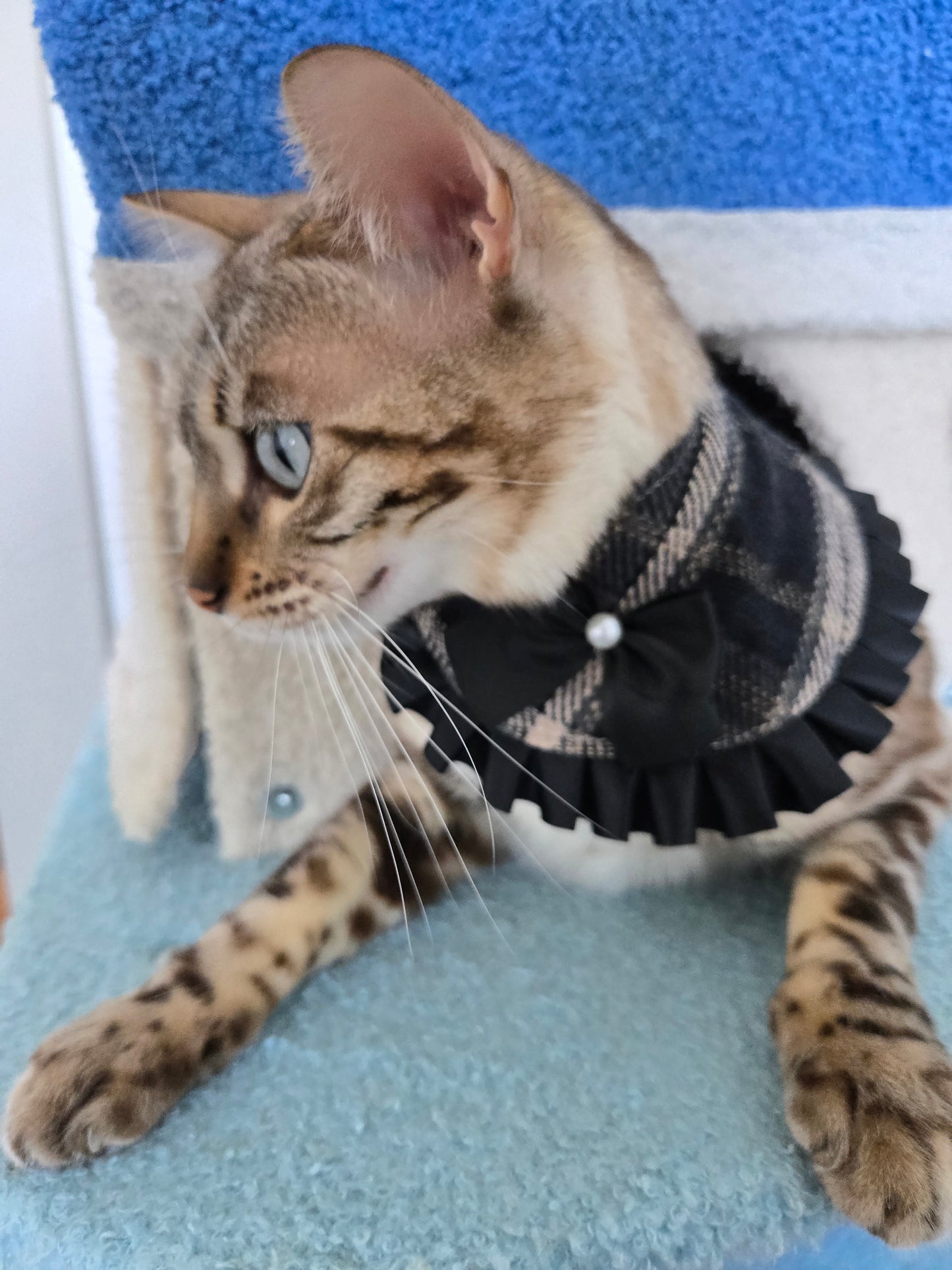 La Petite Sorcière Pet Bandana