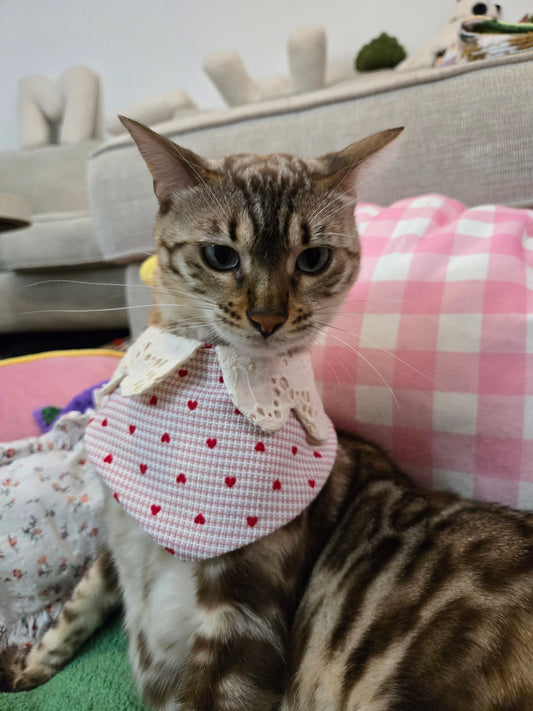 Little Hearts Lace Pet Bandana (2-way wear)