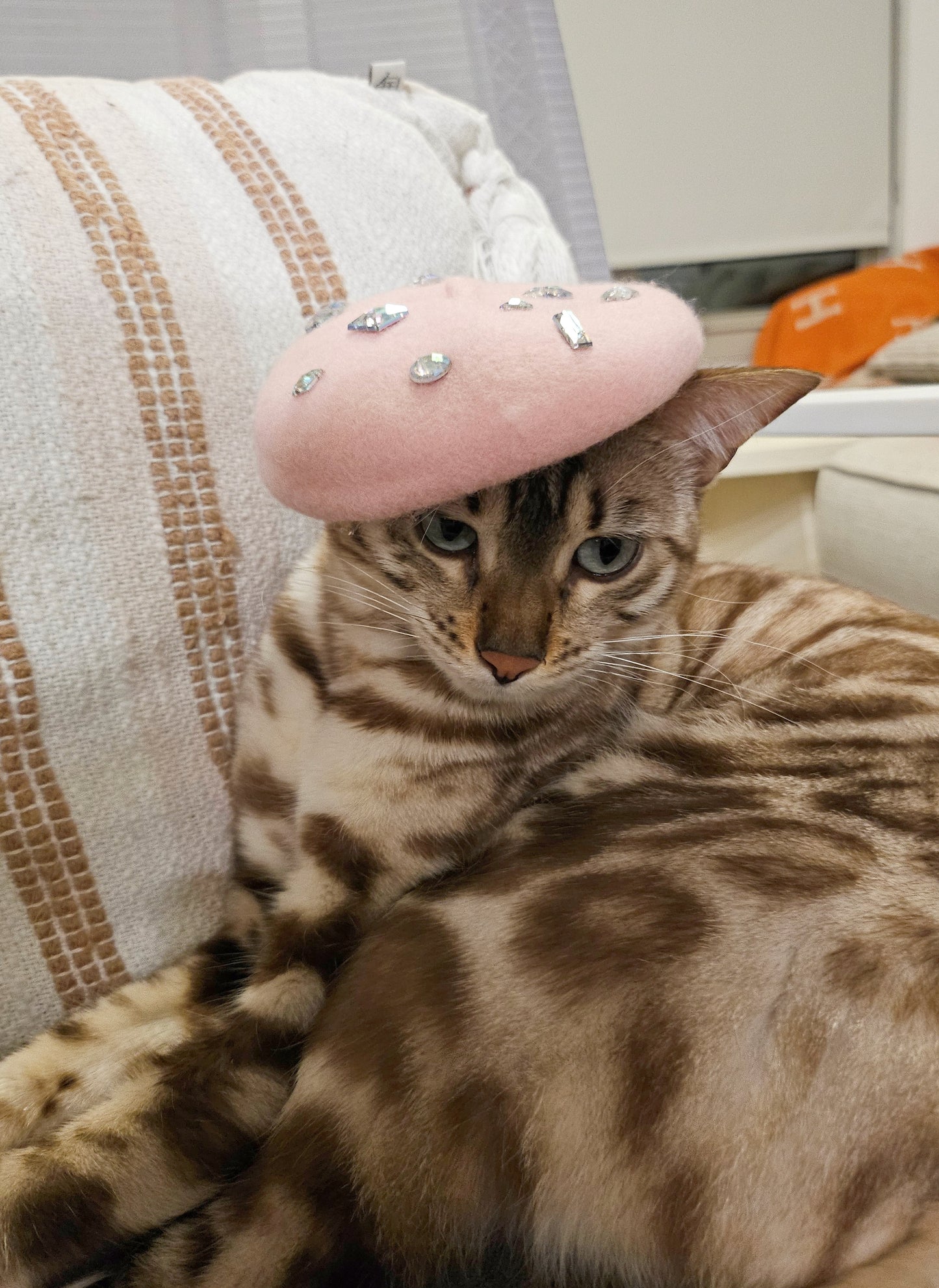 Purrisian Pet Beret