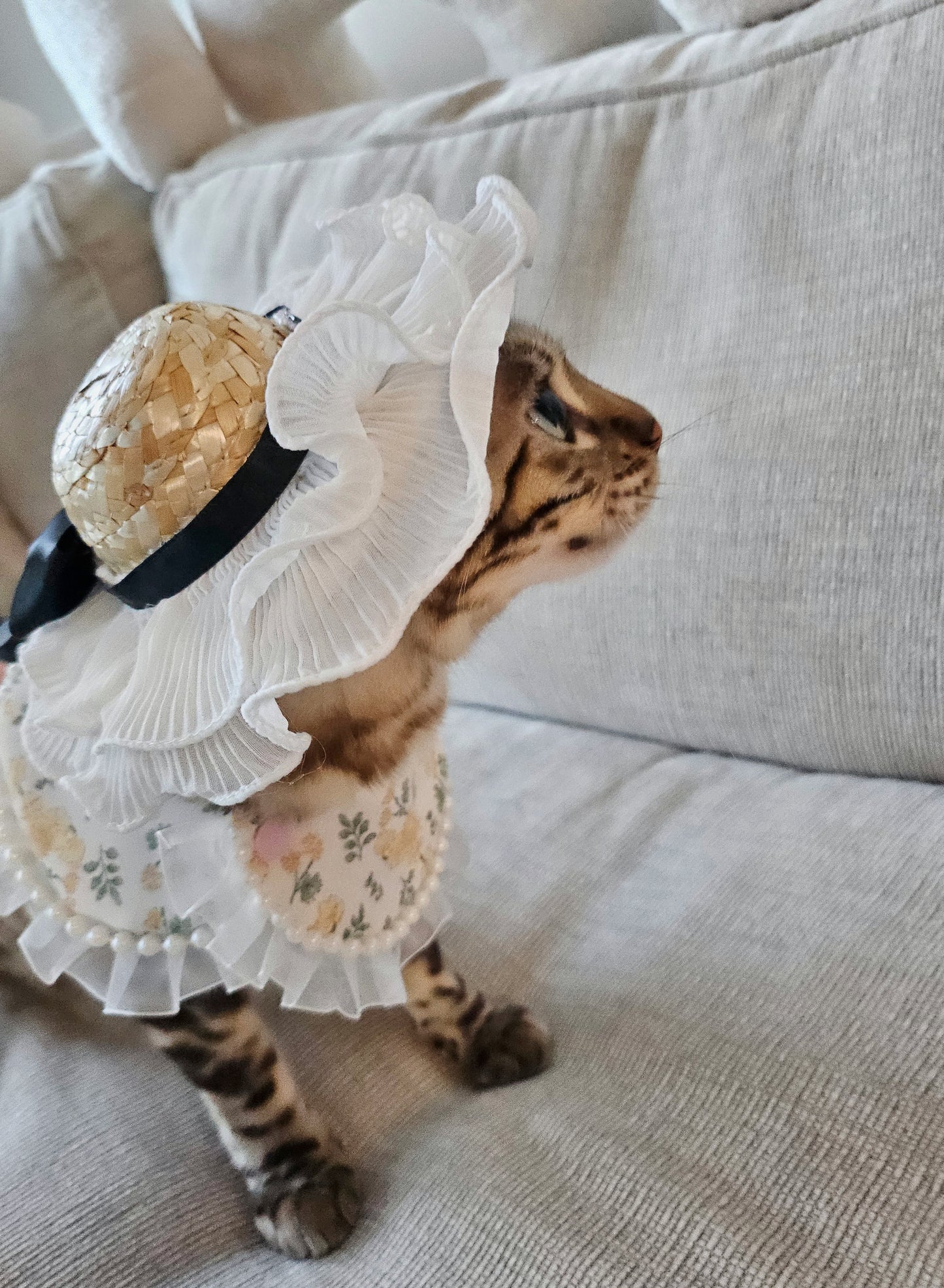 Springtime Pet Straw Hat