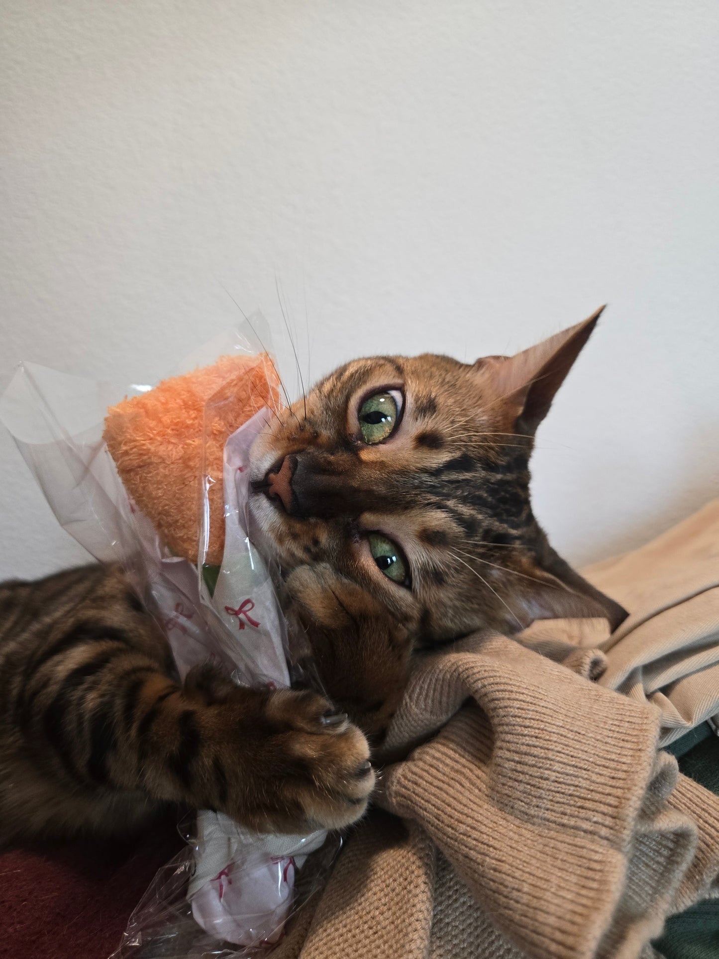 Pawquet Flowers