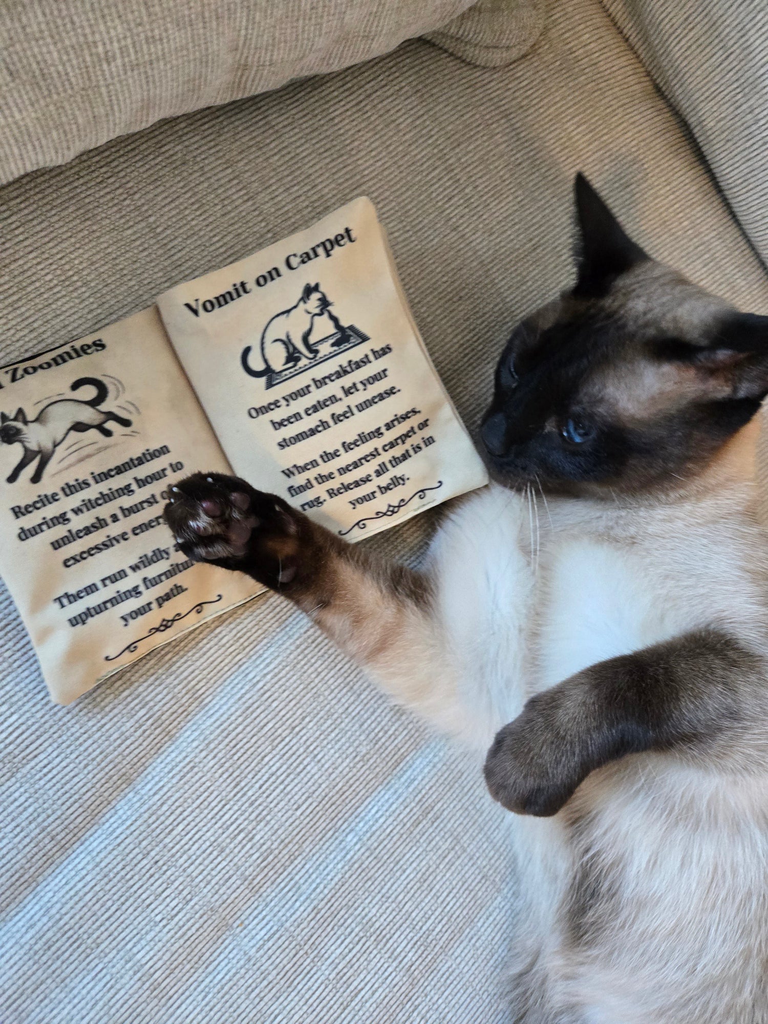 Pet Toys