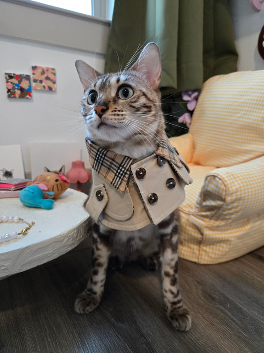 Purrberry Trench Coat