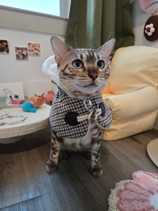 The Saint-Honoré cape with hood