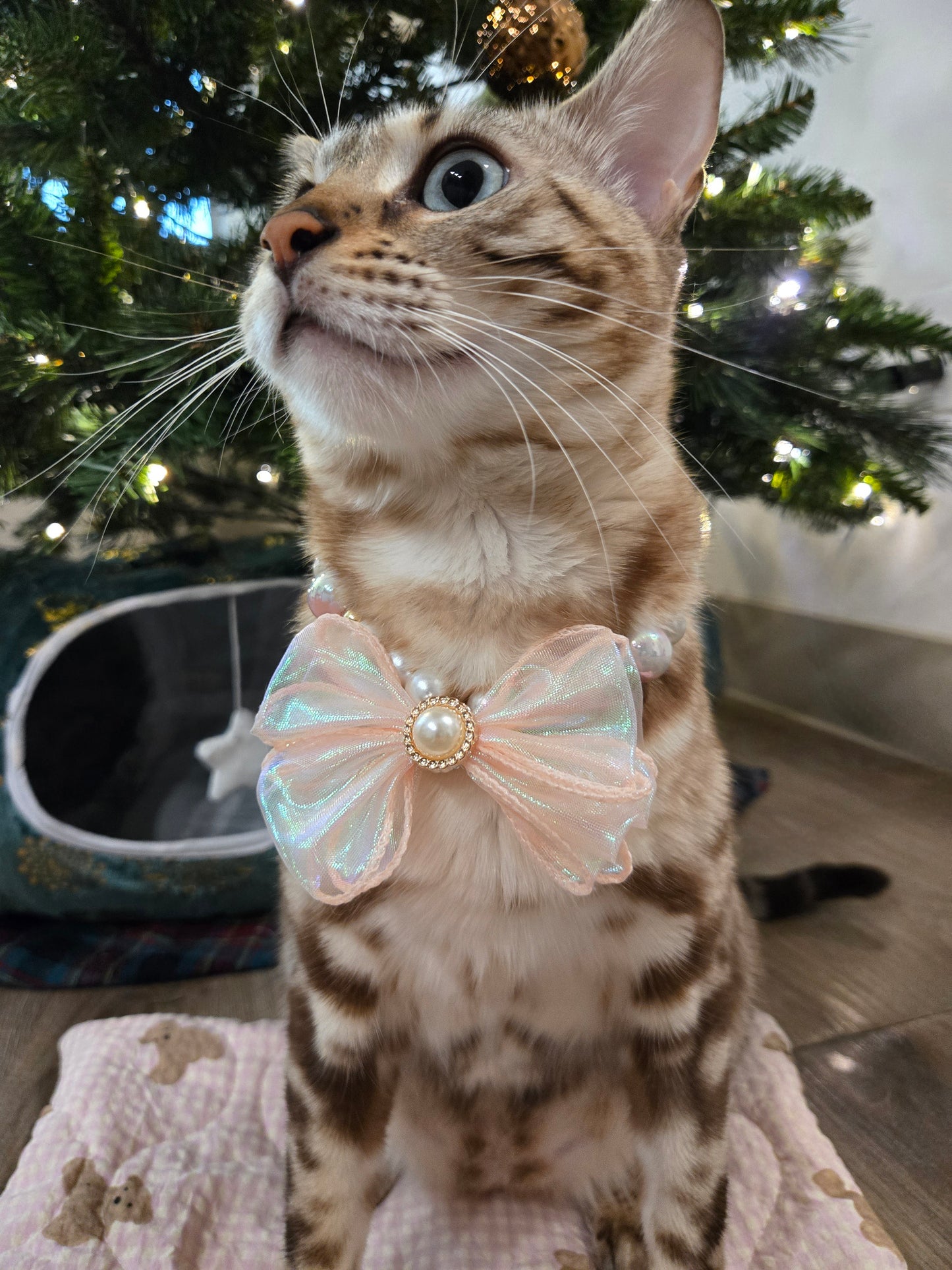 Rosé Pearl Pet Necklace