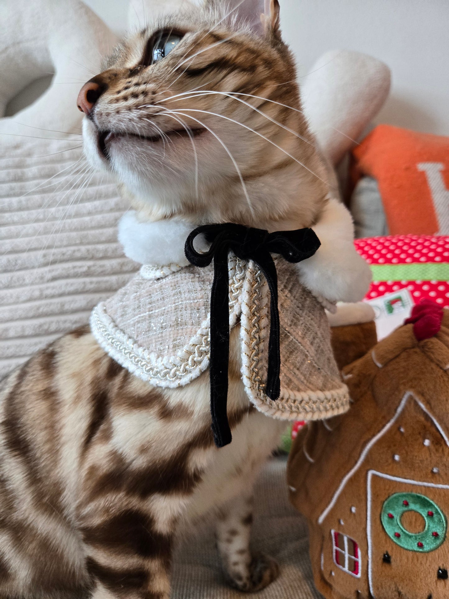 Soirée Royale Pet Cape and Shawl Set