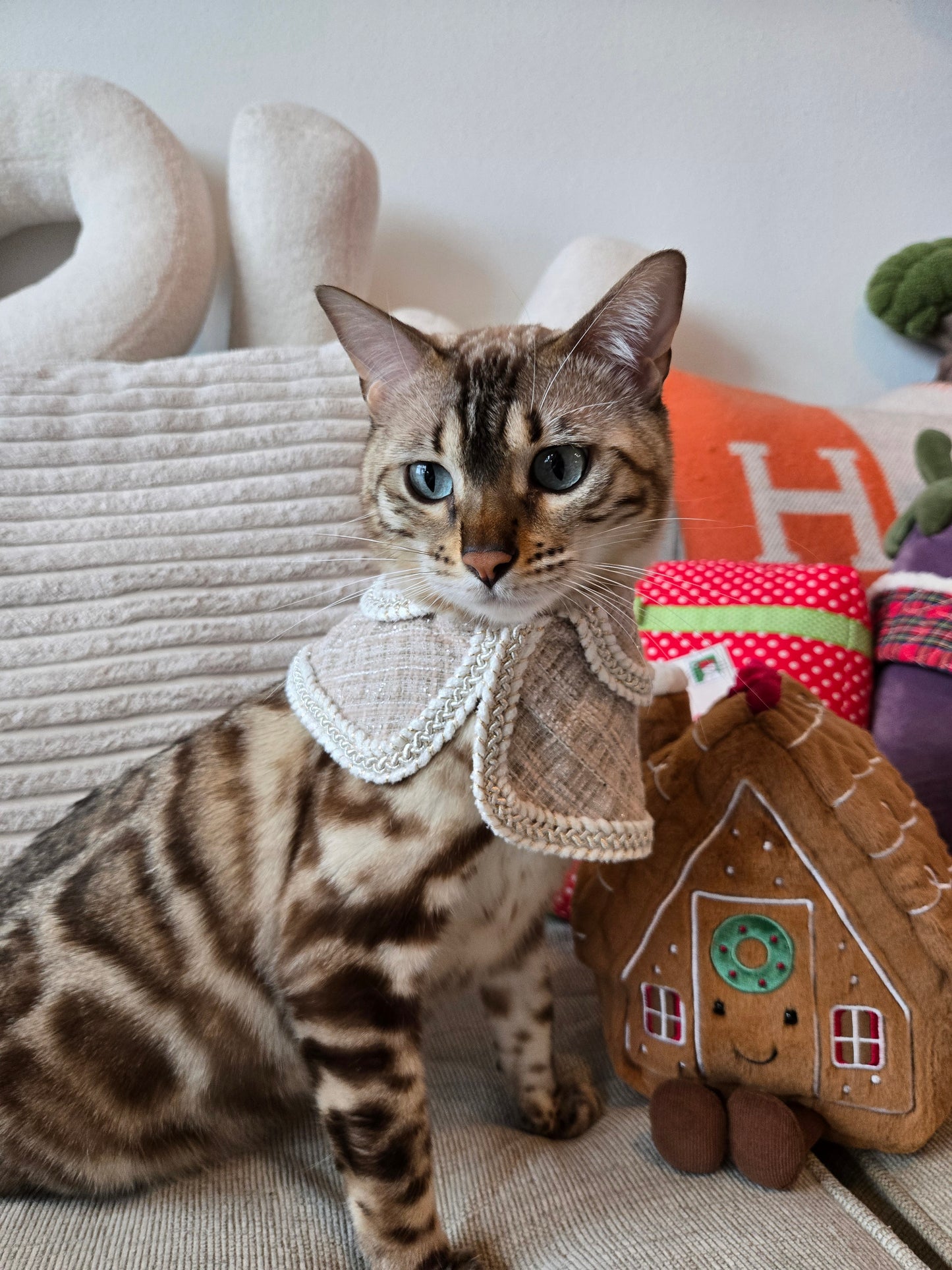 Soirée Royale Pet Cape and Shawl Set