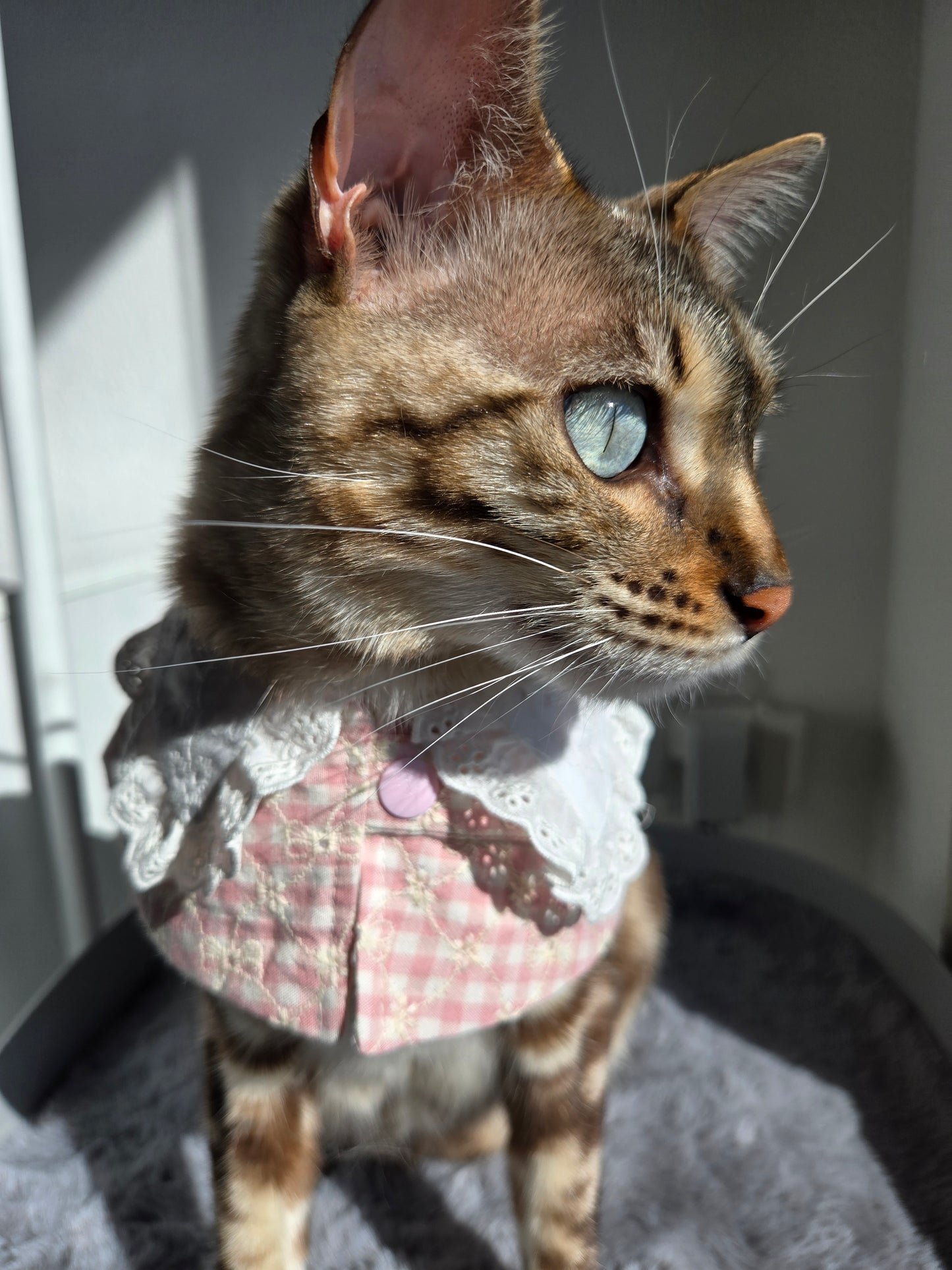 Hyacinth Pet Bandana