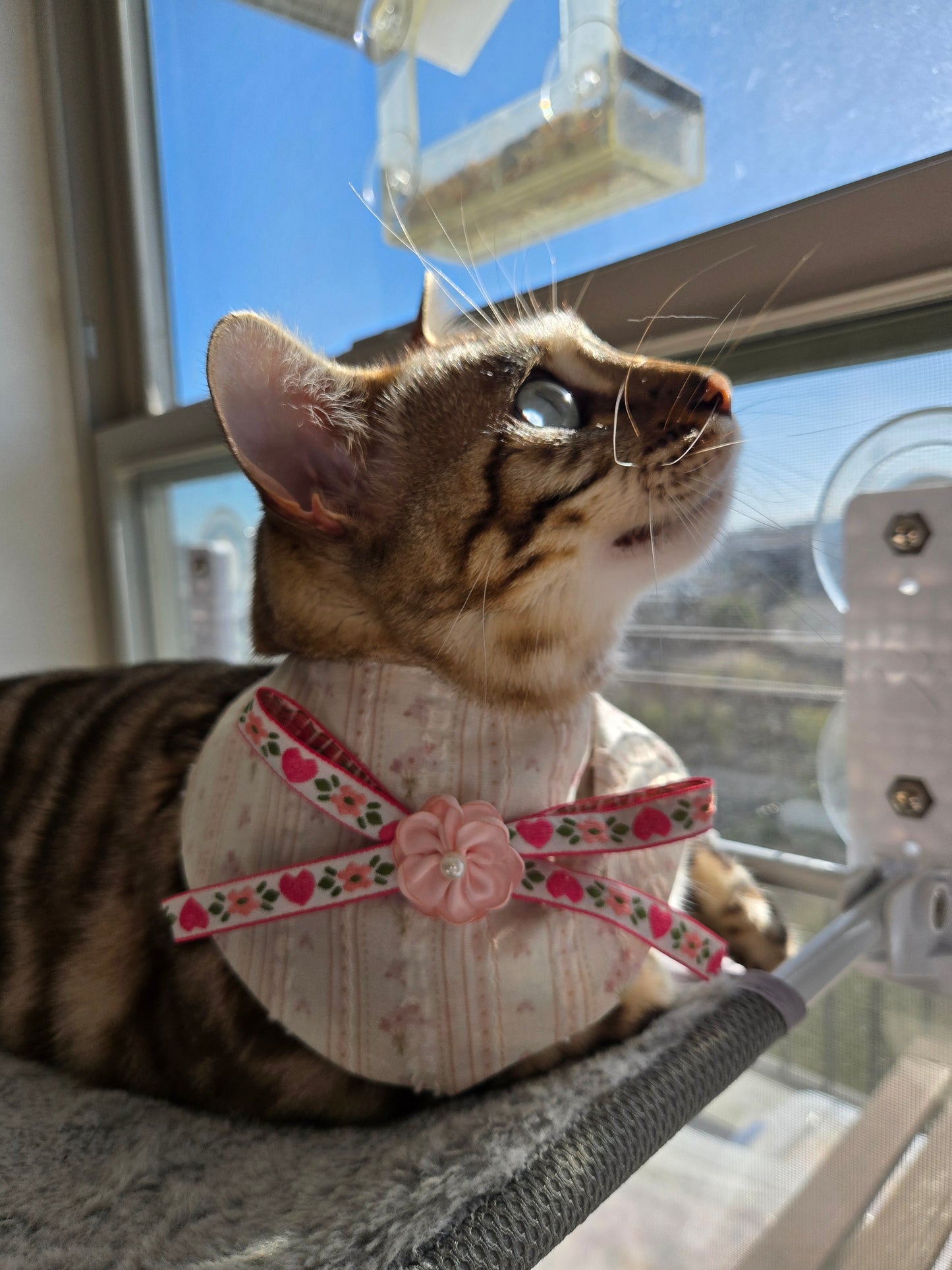 Violet Pet Bandana (4-way wear)