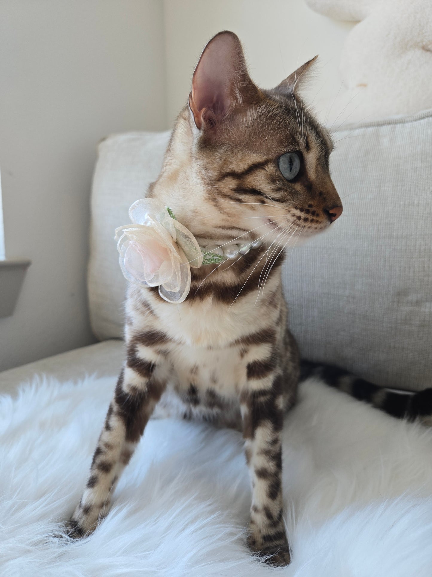 My Petite Rosette Pet Necklace