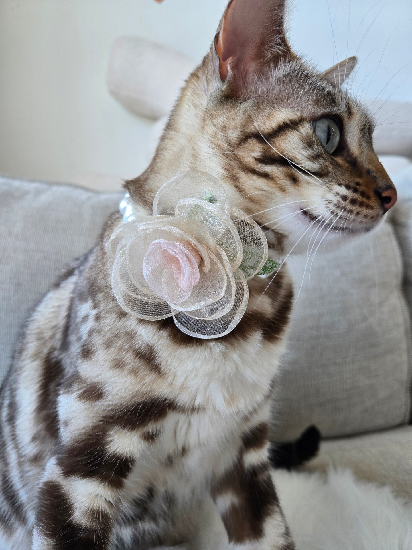 My Petite Rosette Pet Necklace