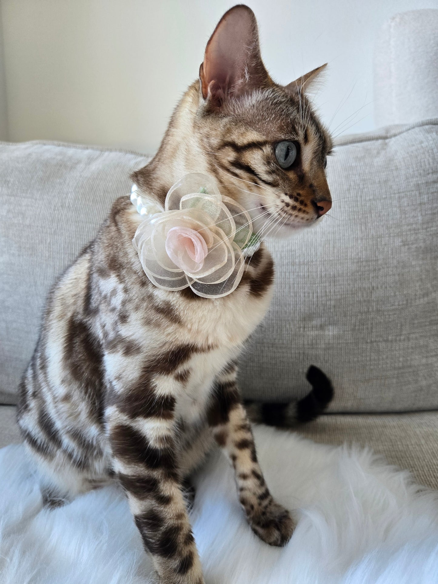 My Petite Rosette Pet Necklace