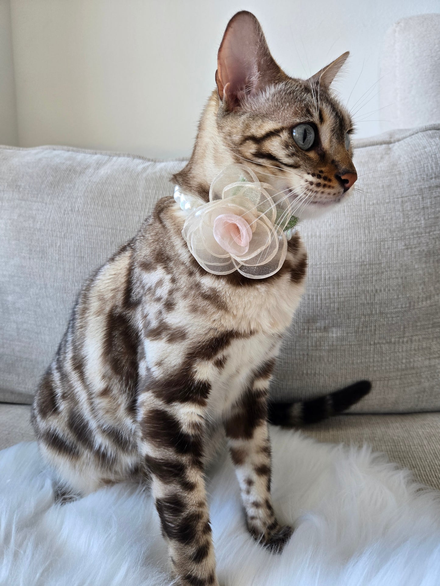 My Petite Rosette Pet Necklace