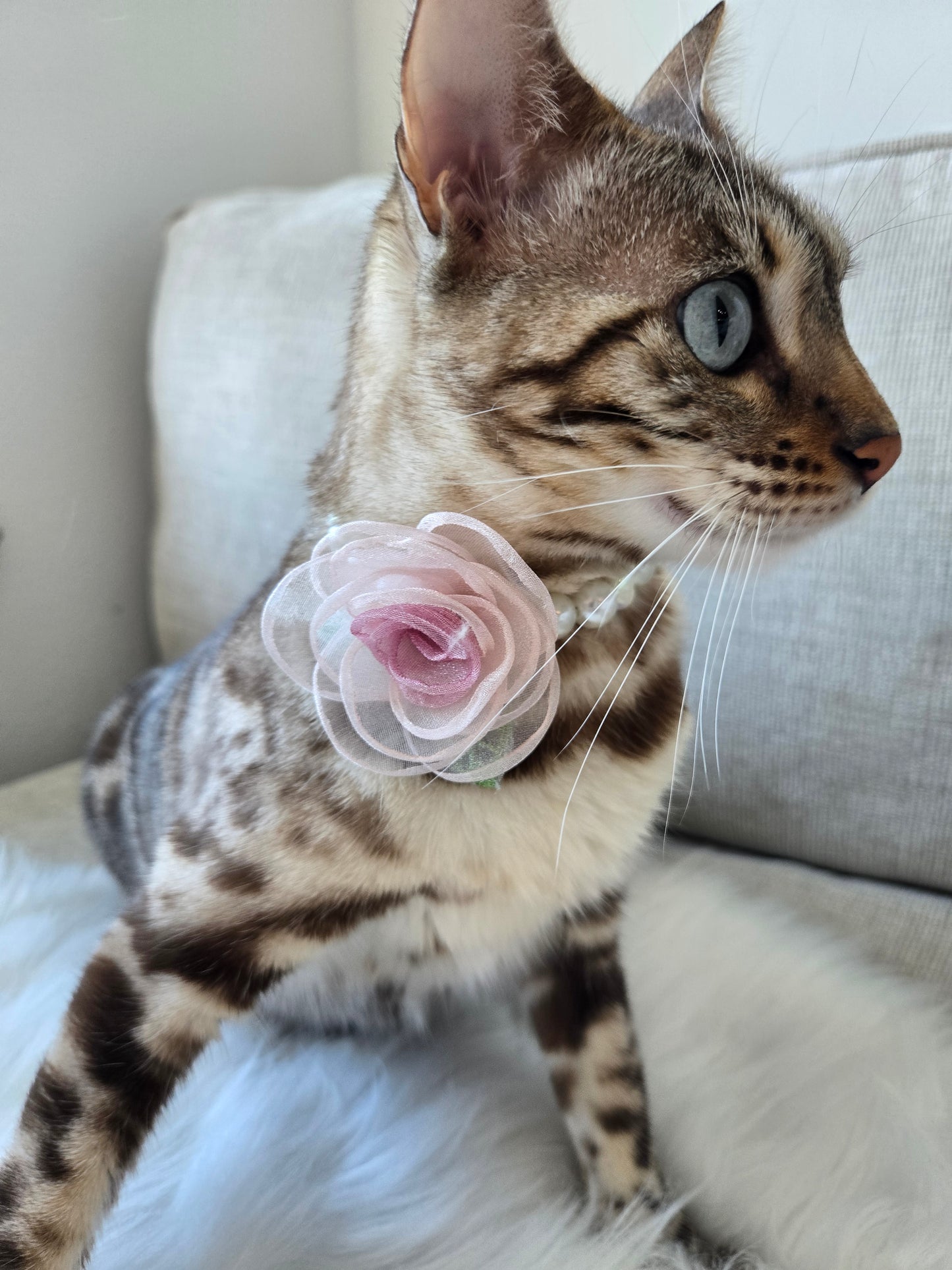 My Petite Rosette Pet Necklace