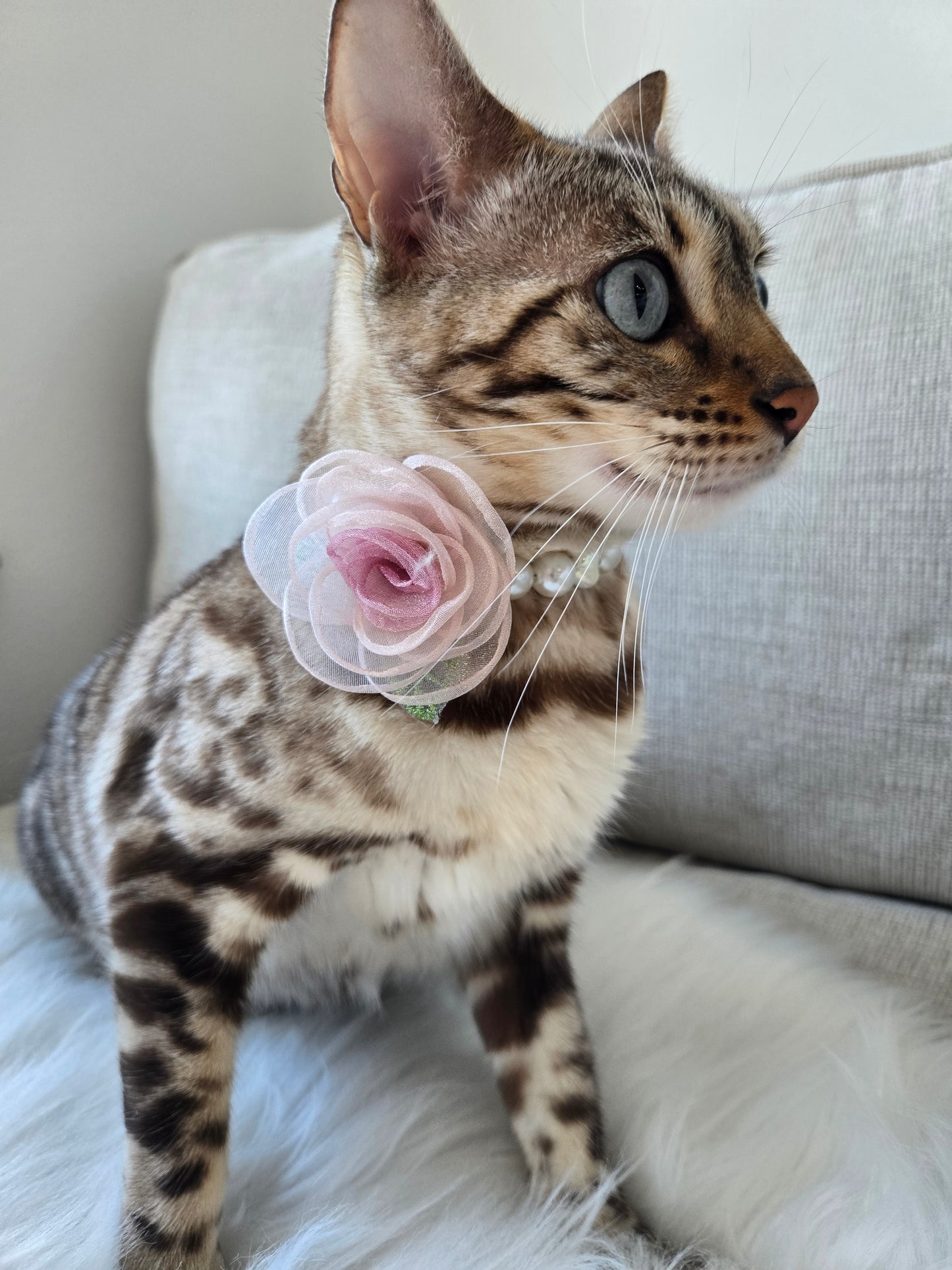 My Petite Rosette Pet Necklace