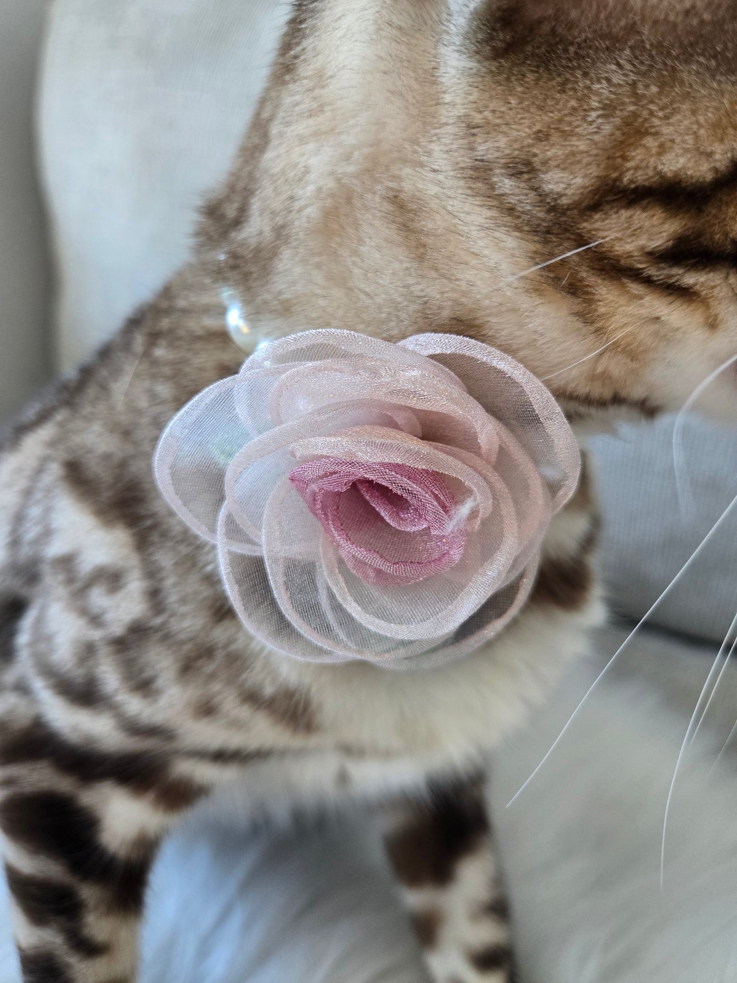 My Petite Rosette Pet Necklace