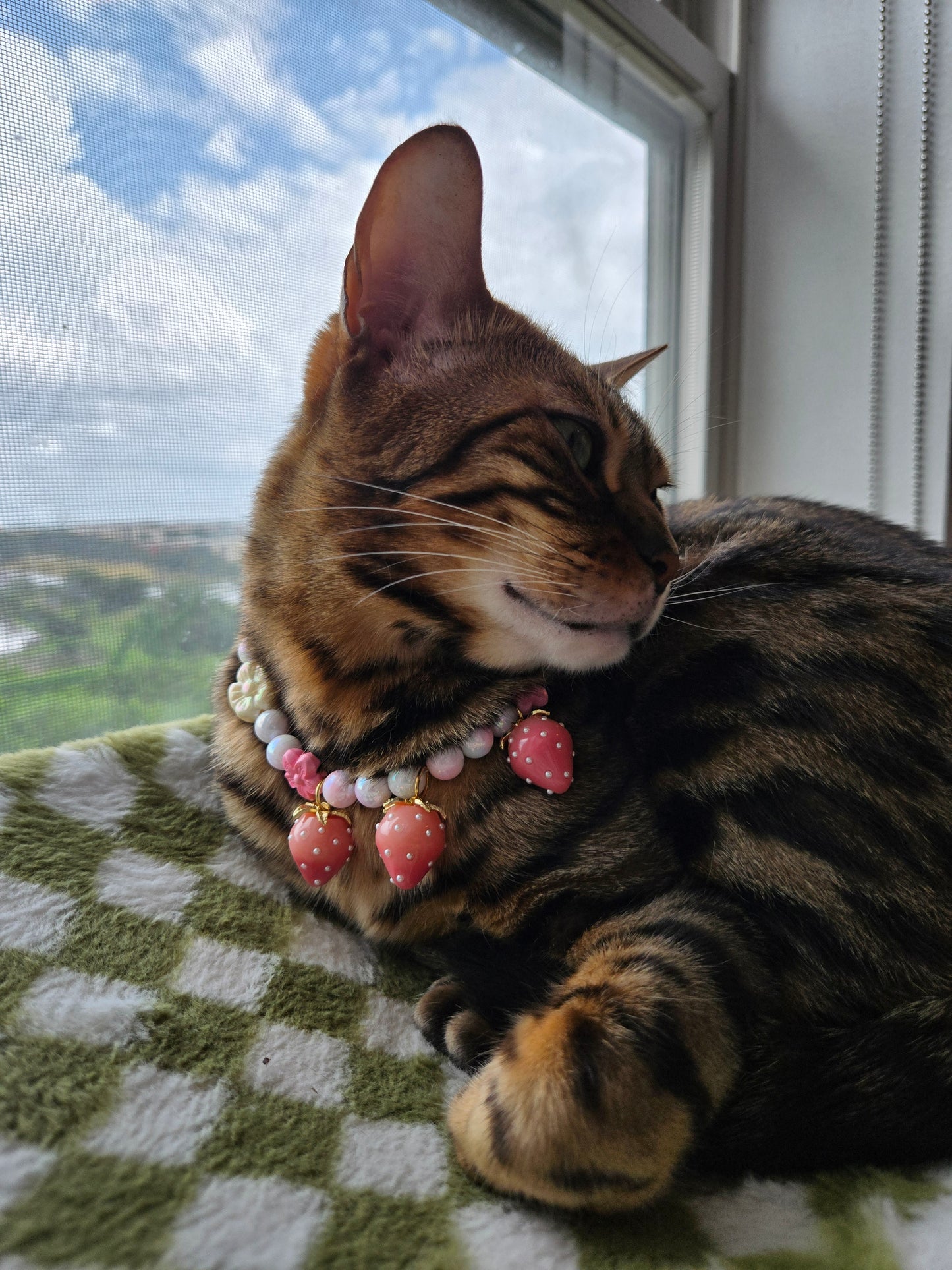 Strawbeary Picking Day Pet Necklace