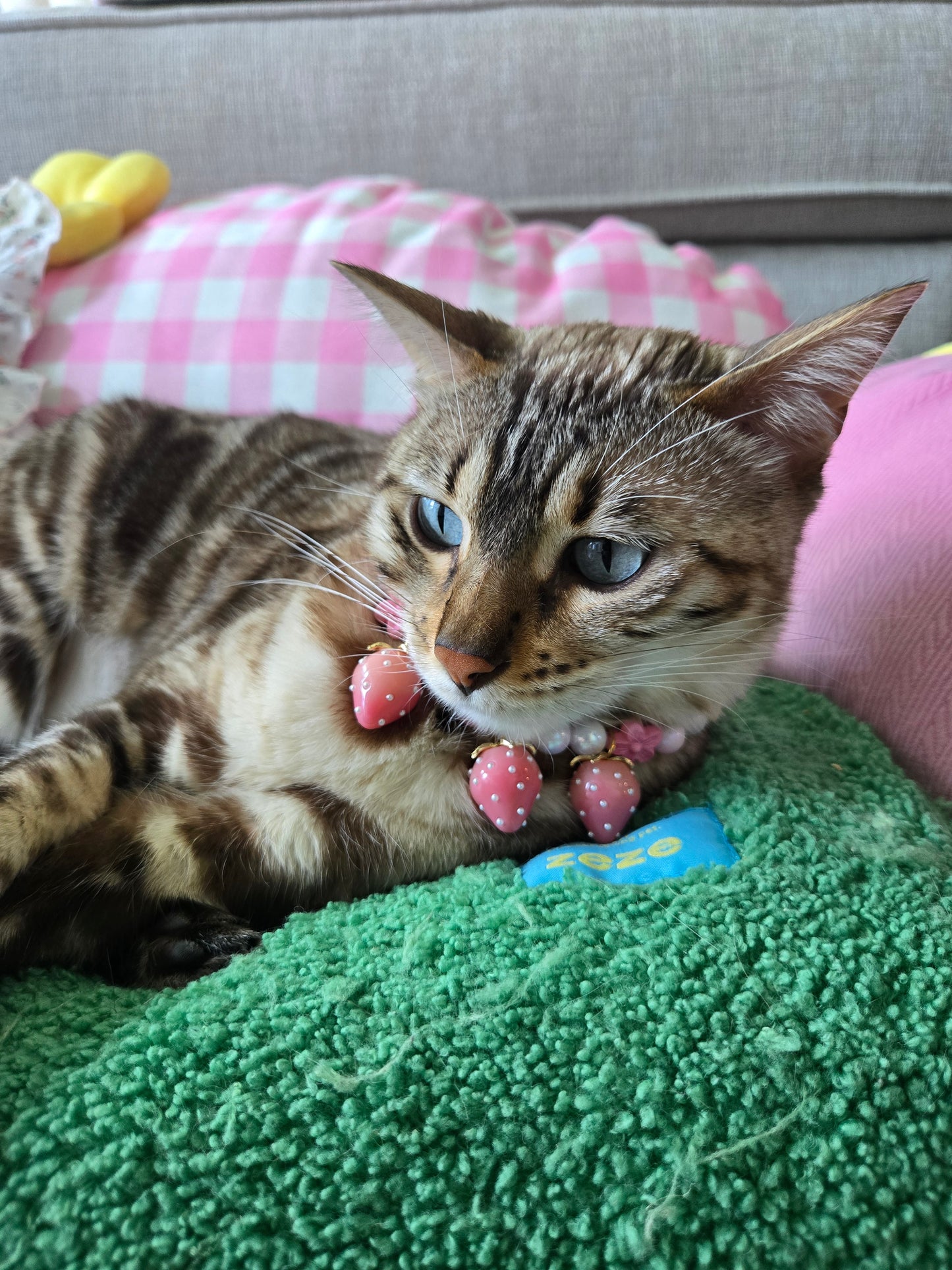 Strawbeary Picking Day Pet Necklace