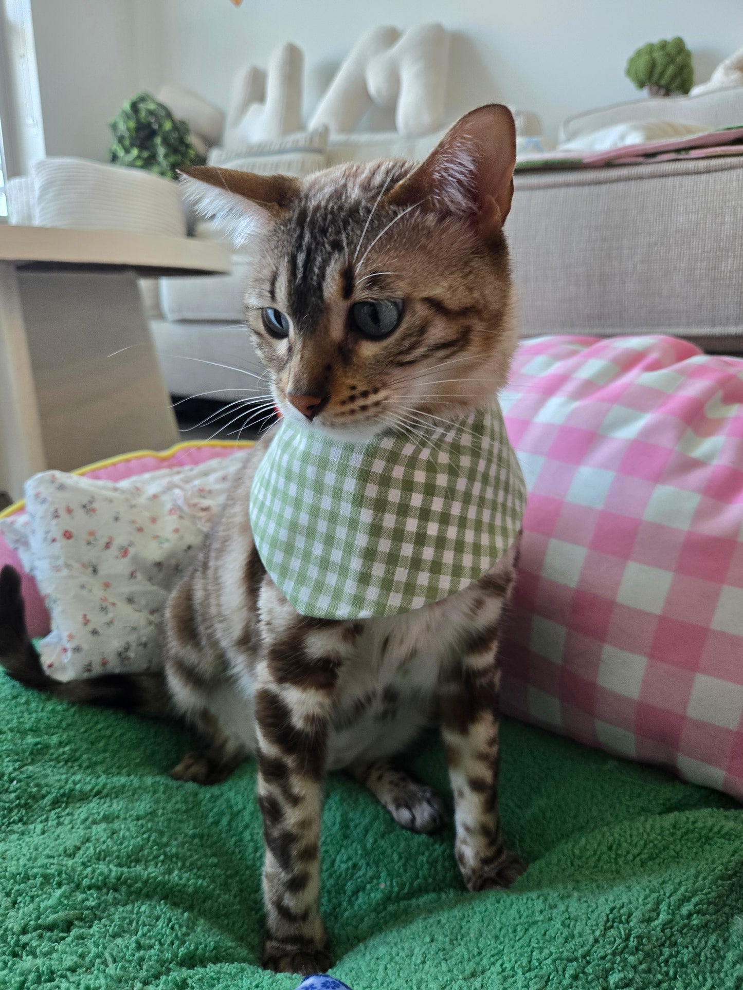 Teddy's picnic Pet Bandana (reversible 4-way wear)