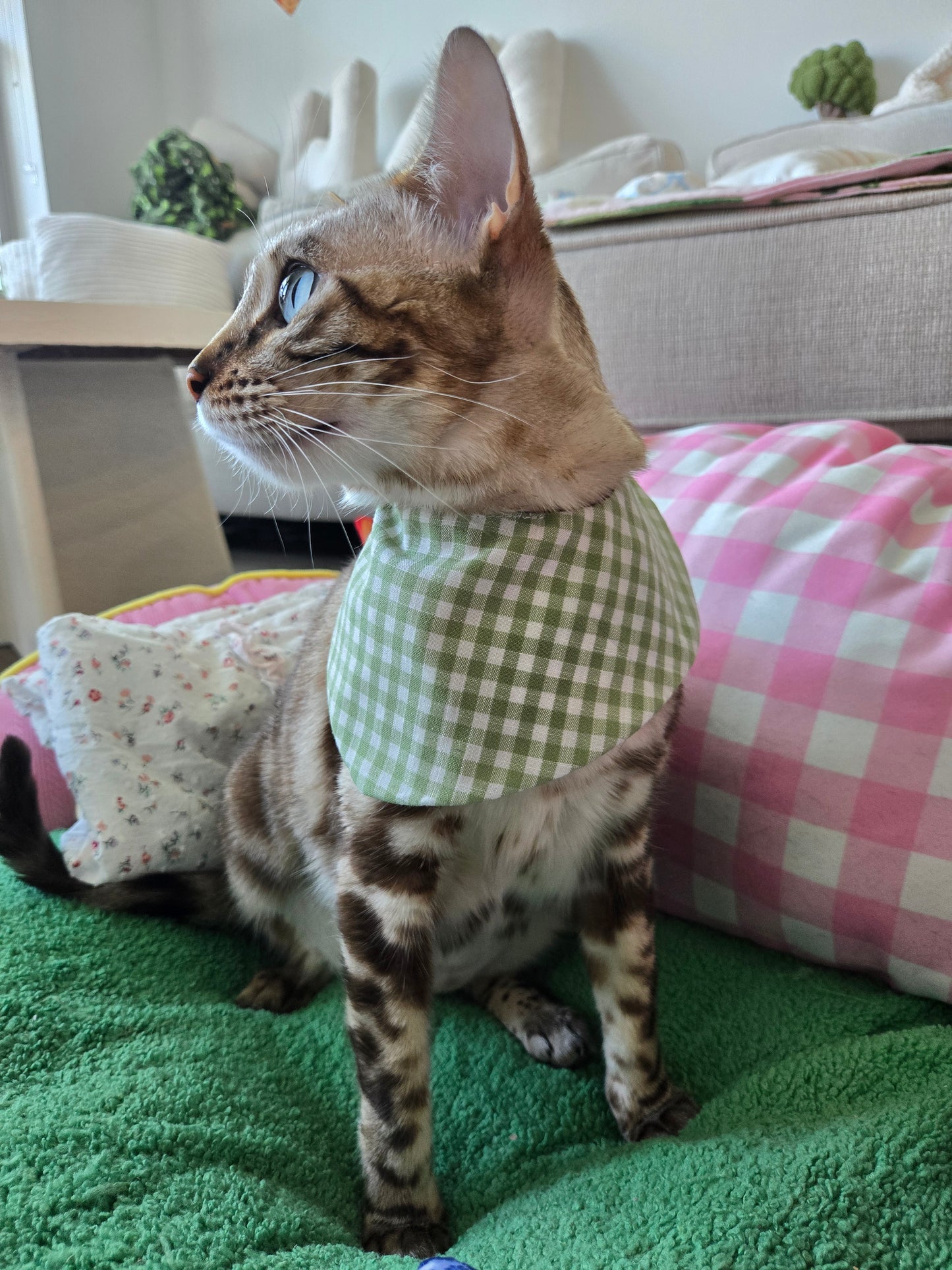 Teddy's picnic Pet Bandana (reversible 4-way wear)