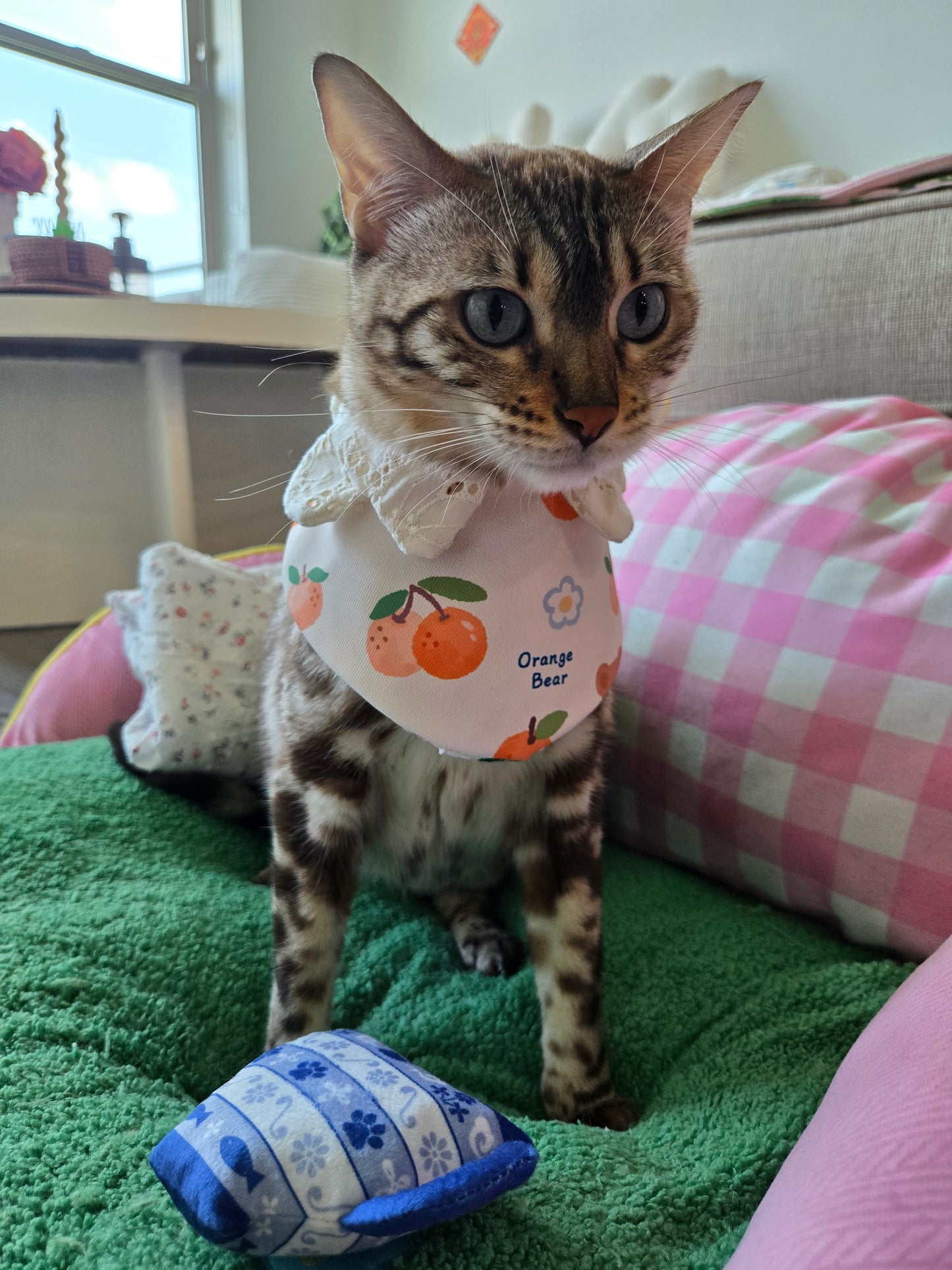 Sweet Beary Pet Bandana (reversible 4-way wear)