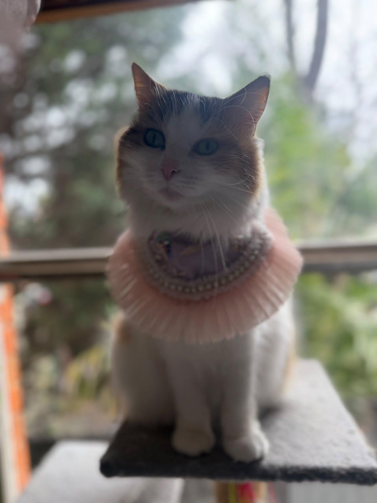 La Duchesse Pet Bandana (En Couture collection)